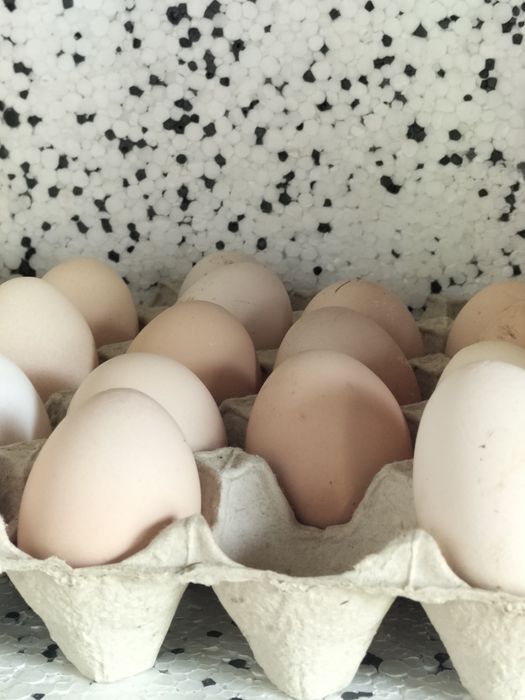 Sprzedam swojskie jajka