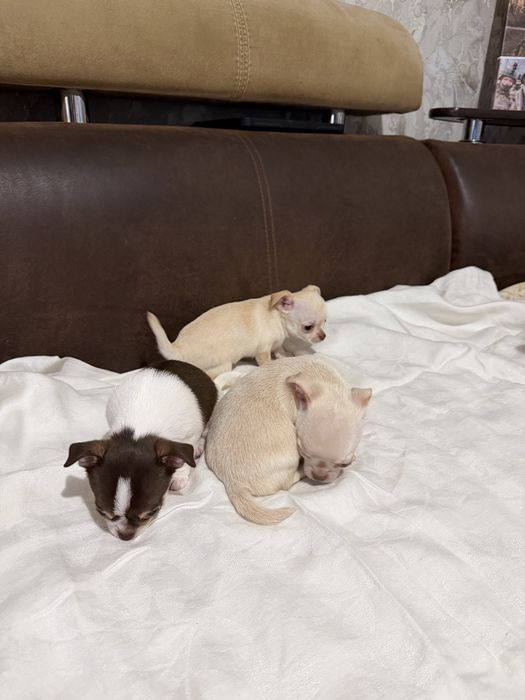 Продам чихуашок..