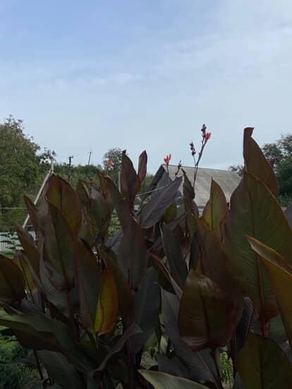 Кани вазони продам цибульки