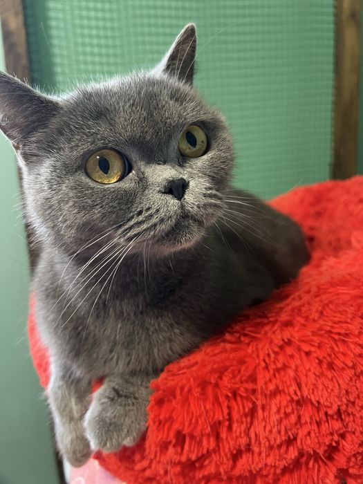 Кошечка бриьанка ищет семью