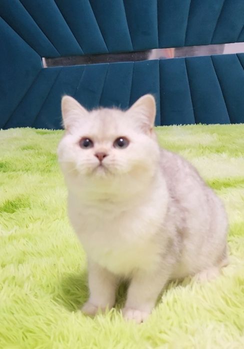 Шотландське кошеня срібна шиншила