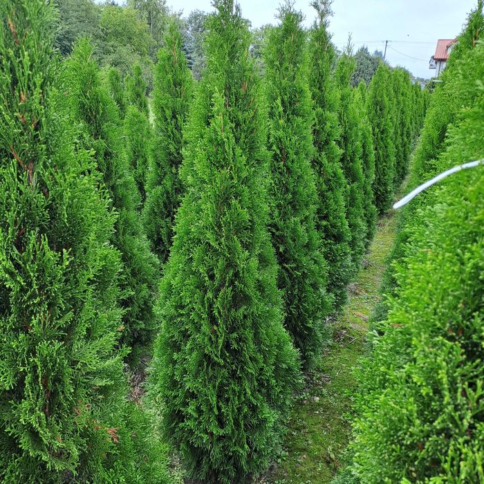 Tuja Szmaragd wys. 220 cm  Producent