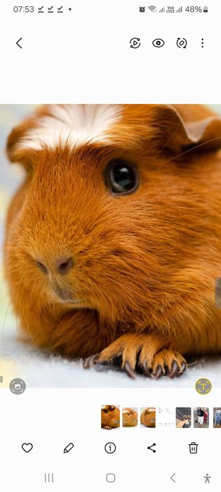 Замечательная морская свинка