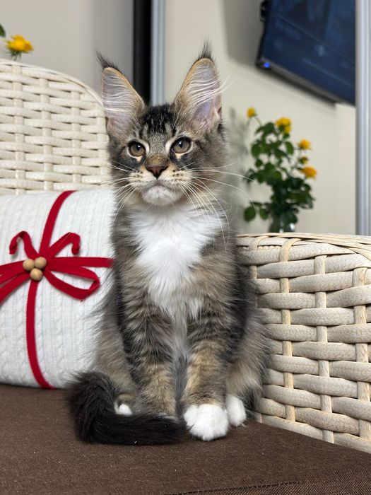 Orleans-Kocurek Maine Coon