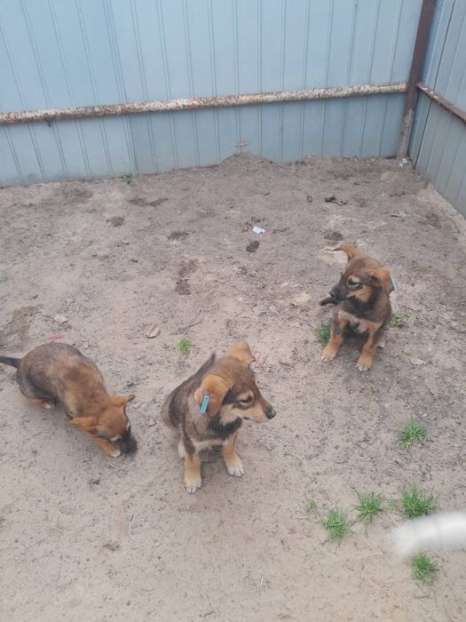 Цуцики в добрі руки