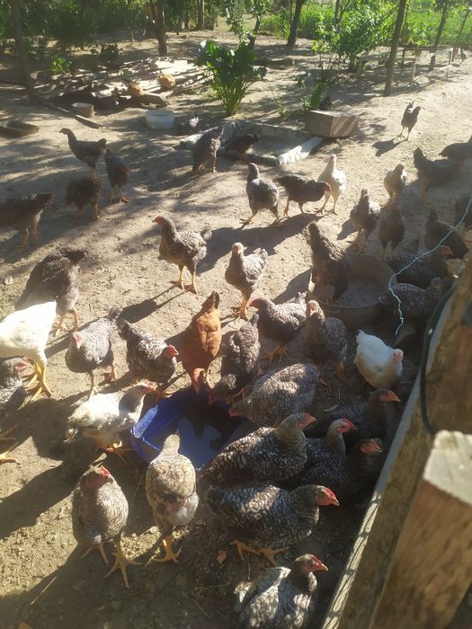 Продам кури когути