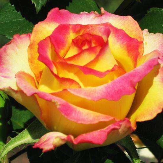 Саженці троянд: кустові, плетисті, бордюрні, англійські, штамбові