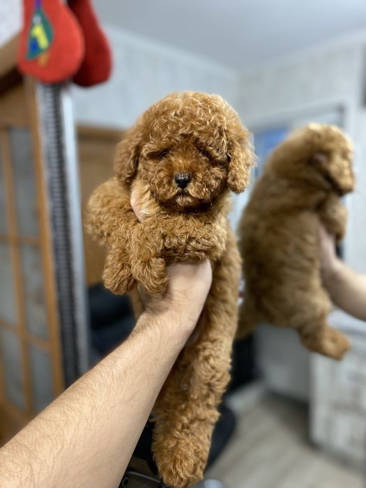 Мальтіпу (мальтипу) цуценята