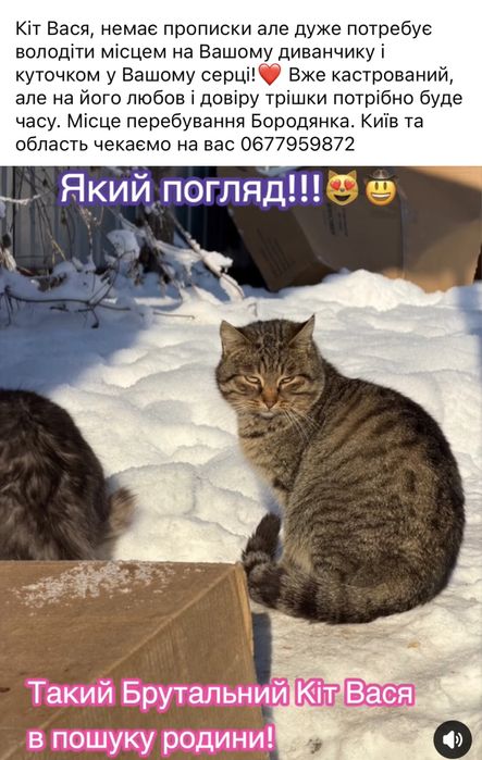 Кіт Вася, парубок без дому