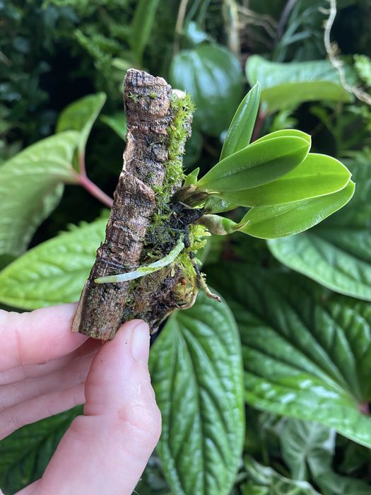 Мініатюрна орхідея Sophronitis wittigiana syn rosea