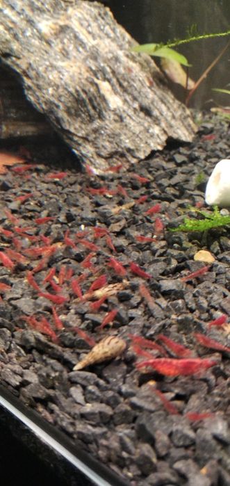 Krewetkarium akwarium