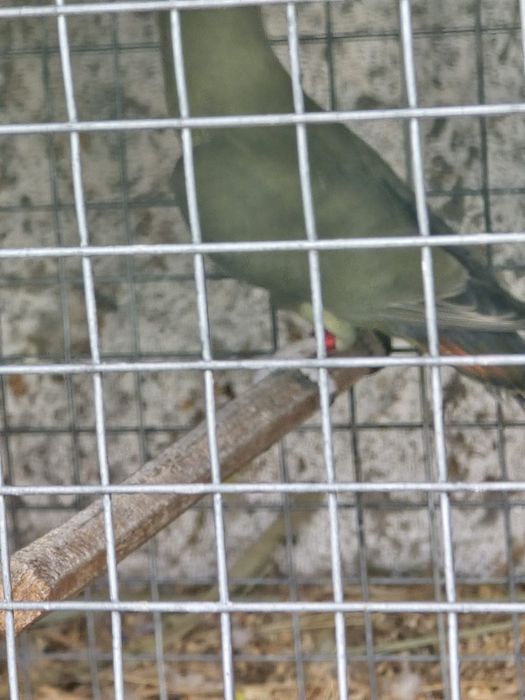 Agaponis criados a mão