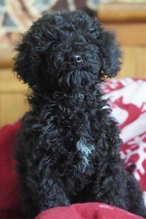 Цуценята малого пуделя