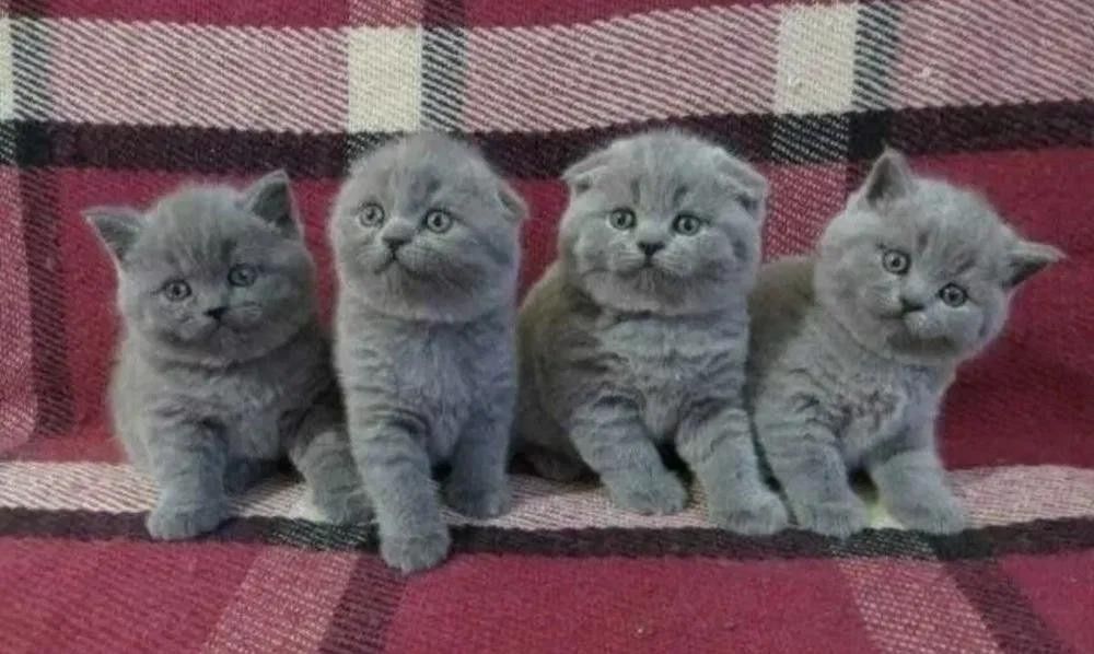 Шотландские котята.