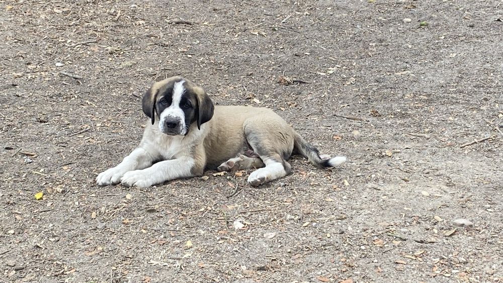 Cachorra Rafeiro do Alentejo