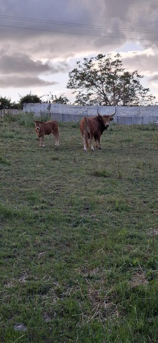 Vendo bois cachenos