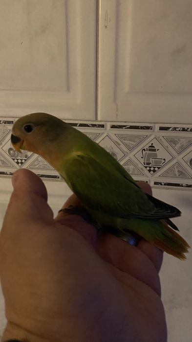 Agapornis domesticado- Femea