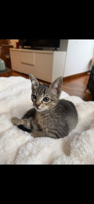 Duas gatinhas bebes - para adocao conjunta