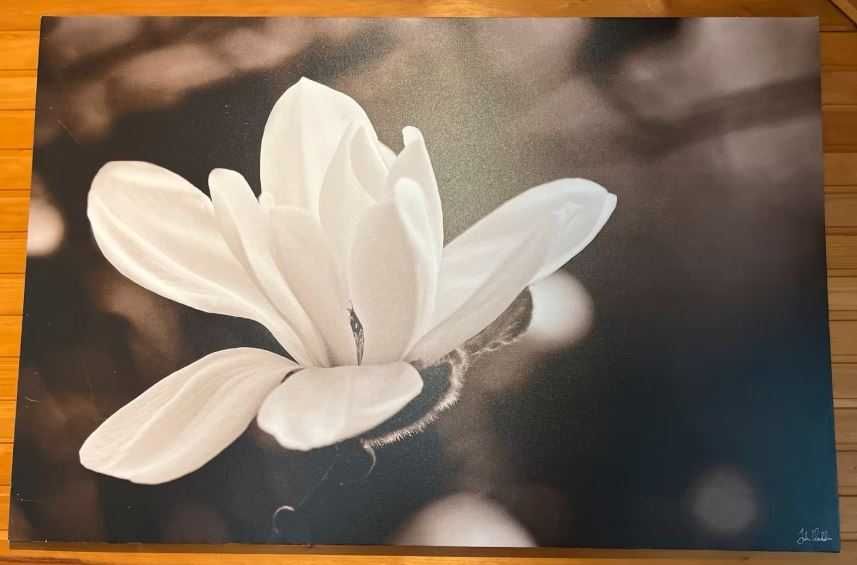 Tela Ikea Magnólia Preto e Branco com moldura  dourada