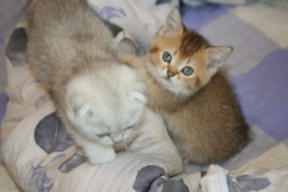 Скоттіш страйт коточок-муркотунчик