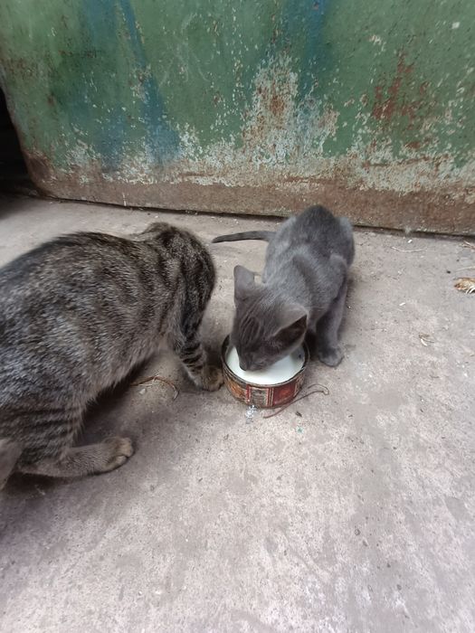 Кошеня є і хлопці і дівчата дуже гарні та ручні домашні тварини