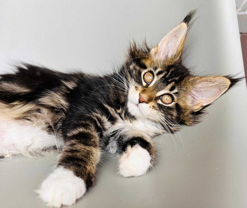 Maine coon kotka czarna pręgowana z bielą -FPL -ALISARIA