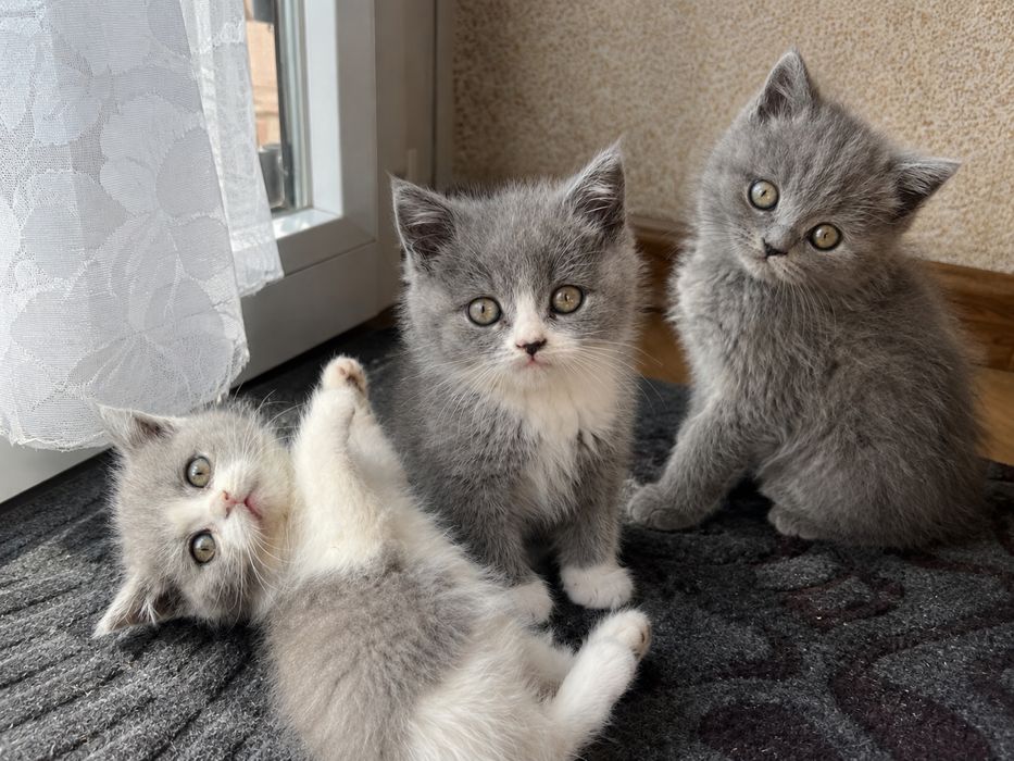 Британські кошенята