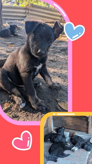 Цуценята німецької вівчарки