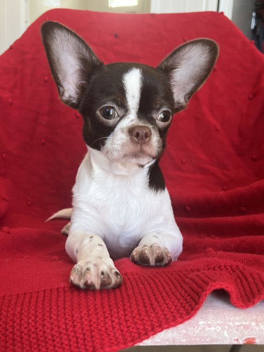 Chihuahua Macho  Pelo Curto