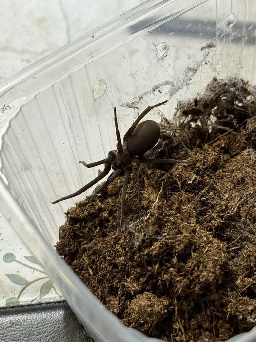 Kukulcania hibernalis semi/subadult