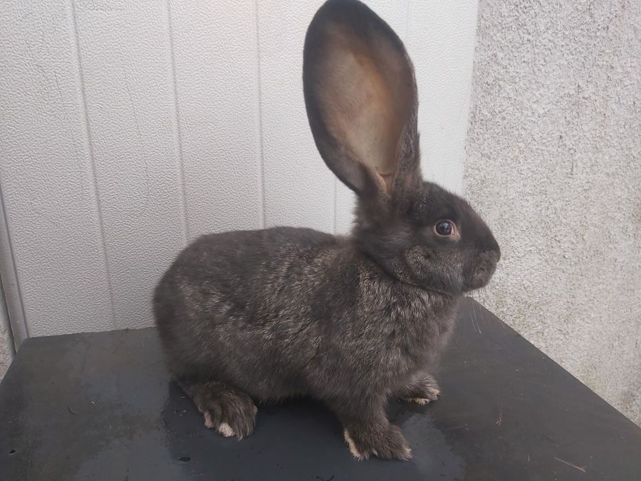 Króliki młode olbrzym belgijski samce