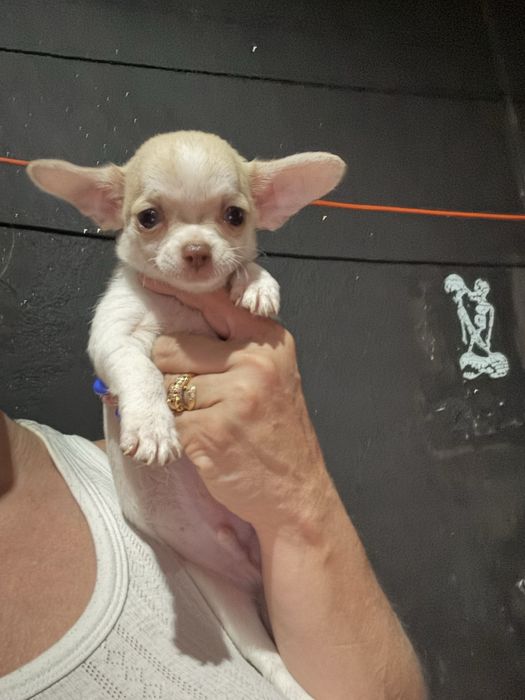 Menino Chihuahua  *lindissimo“ de bolso.