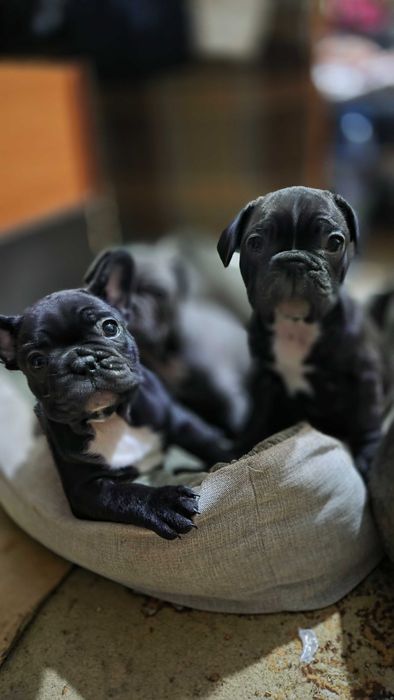 Французкий бульдог