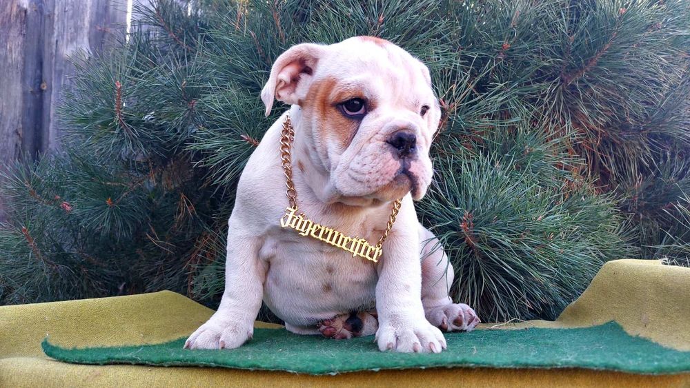 Потужні англічані