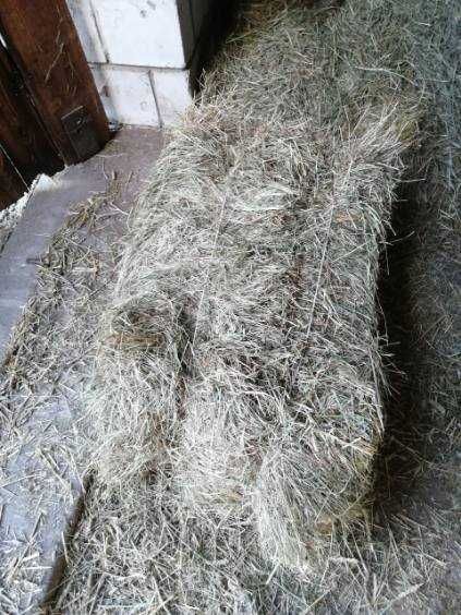 Siano w kostkach 2025