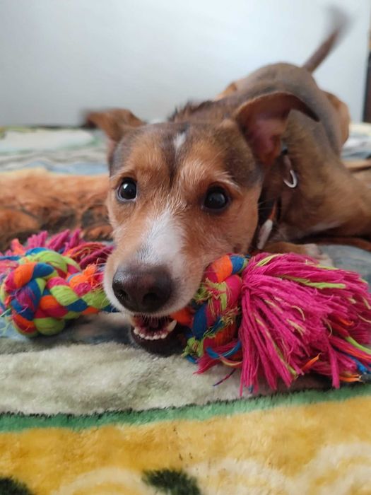 SPLIT (Macho, 15Kg) - Para adoção URGENTE