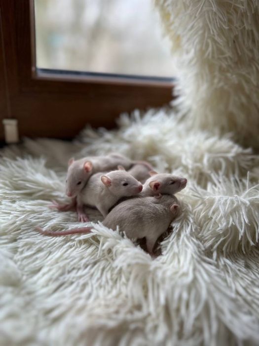 Крисята дамбо хлопчики та дівчатка