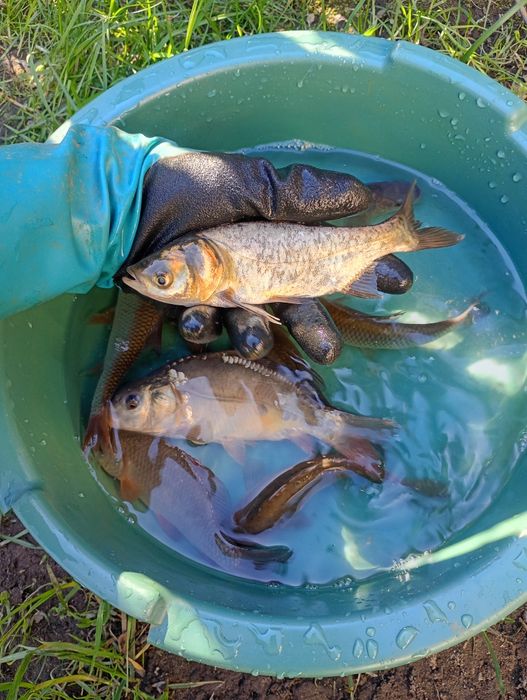Lin narybek/kroczek. Amur , Tołpyga , Karp.