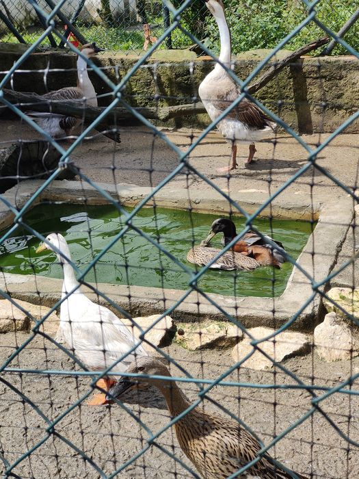 Ovos galados de patos corredores da Índia *LER DESCRIÇÃO*