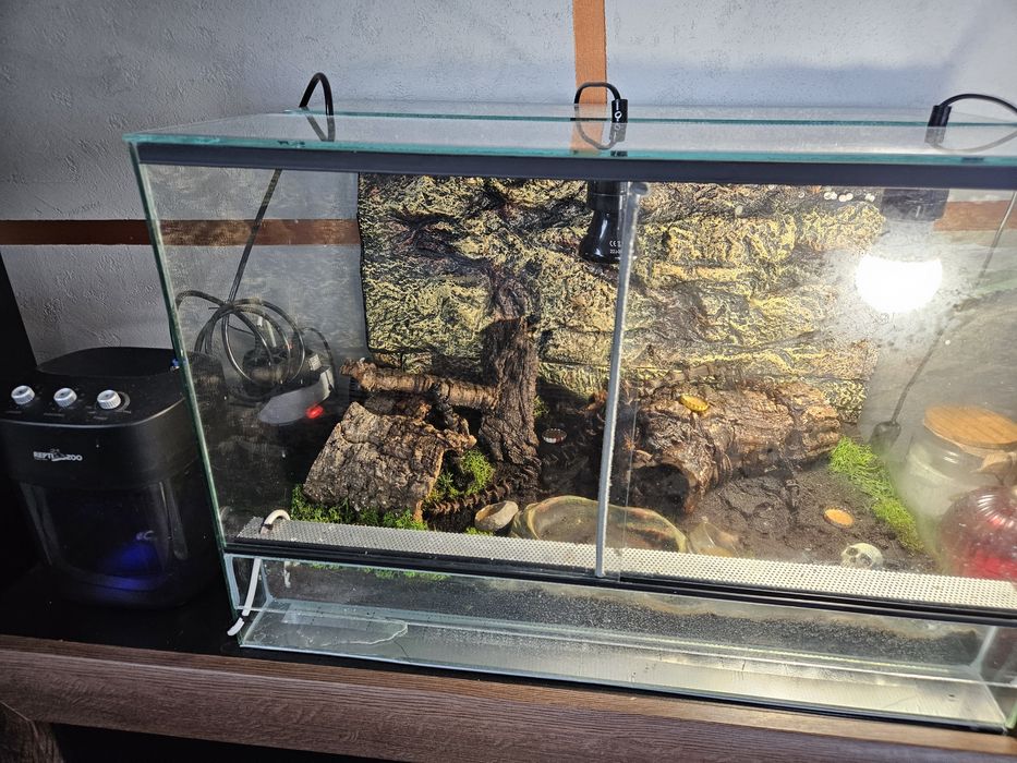 Terrarium 60x40x40 + pełne wyposażenie + gekony płaczące