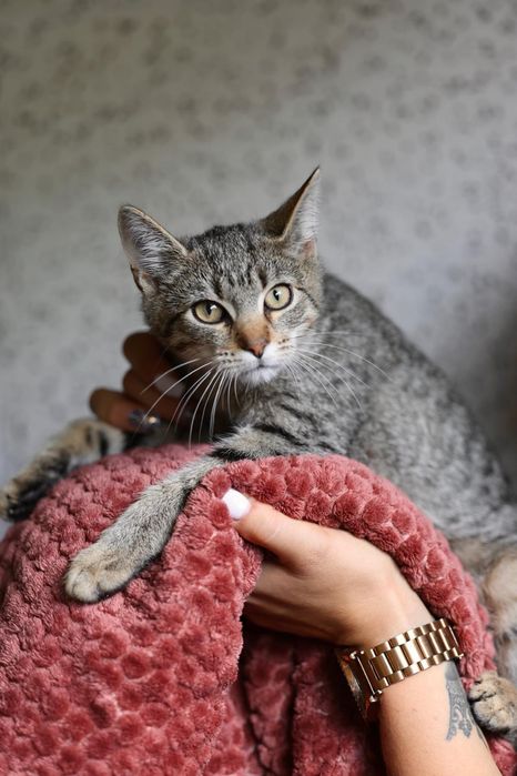Do adopcji kocurki