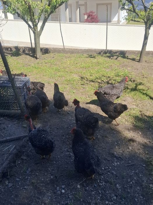 Ovos pedrês portuguesa para incubação - Dúzia 15€