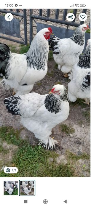 Кури та  Півні Світлої Брами