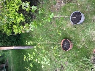 duże sadzonki krzewu kalina