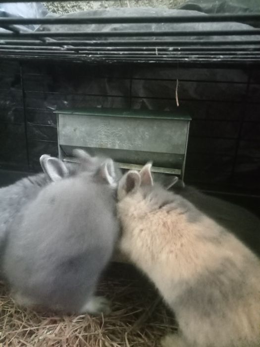 Coelhos anões bebés