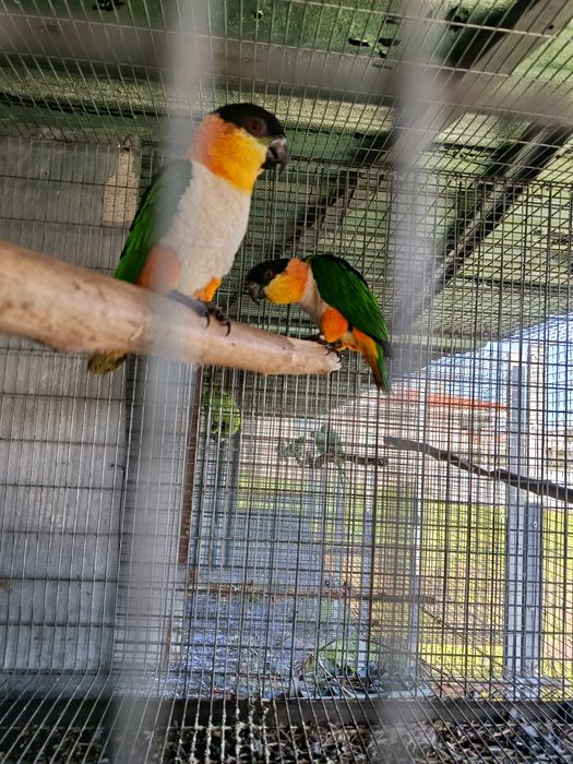 Marianinhas cabeças preta 2022