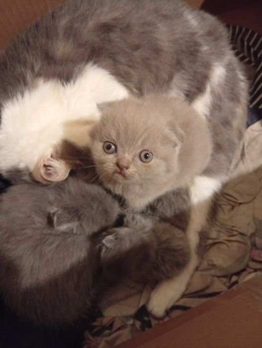 Шотландские чистокровные плюшевые детки