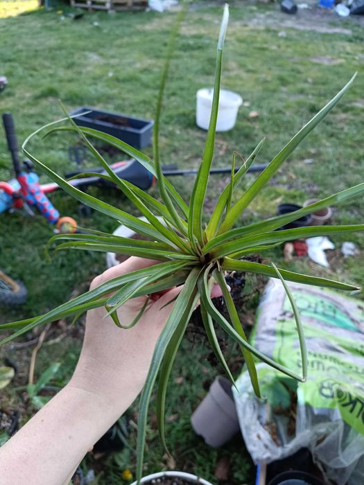tillandsia strictwa oplątwa
