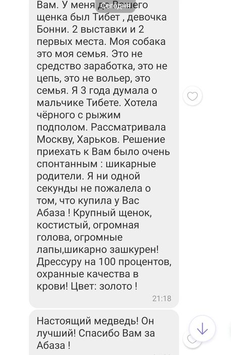 Тварини тібетський мастіф