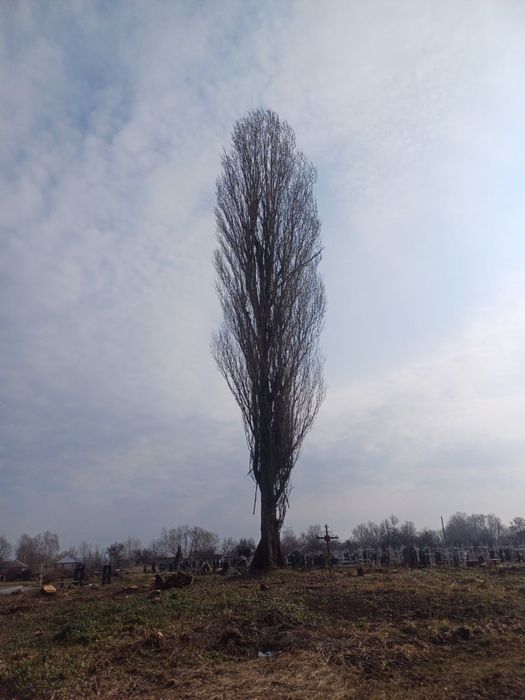 Видалення дерев,підрізання,благоустрій.